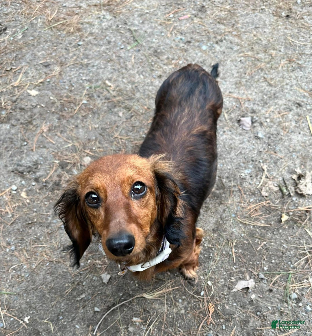 Miniature Dachshund dogs for sale: Red Collar Boy - Ad 6