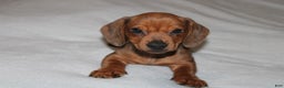 Miniature Dachshund dogs for sale: Snicker Mini  - Ad 9