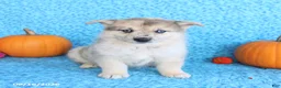 Pomsky dogs for sale: Timber - Ad 5