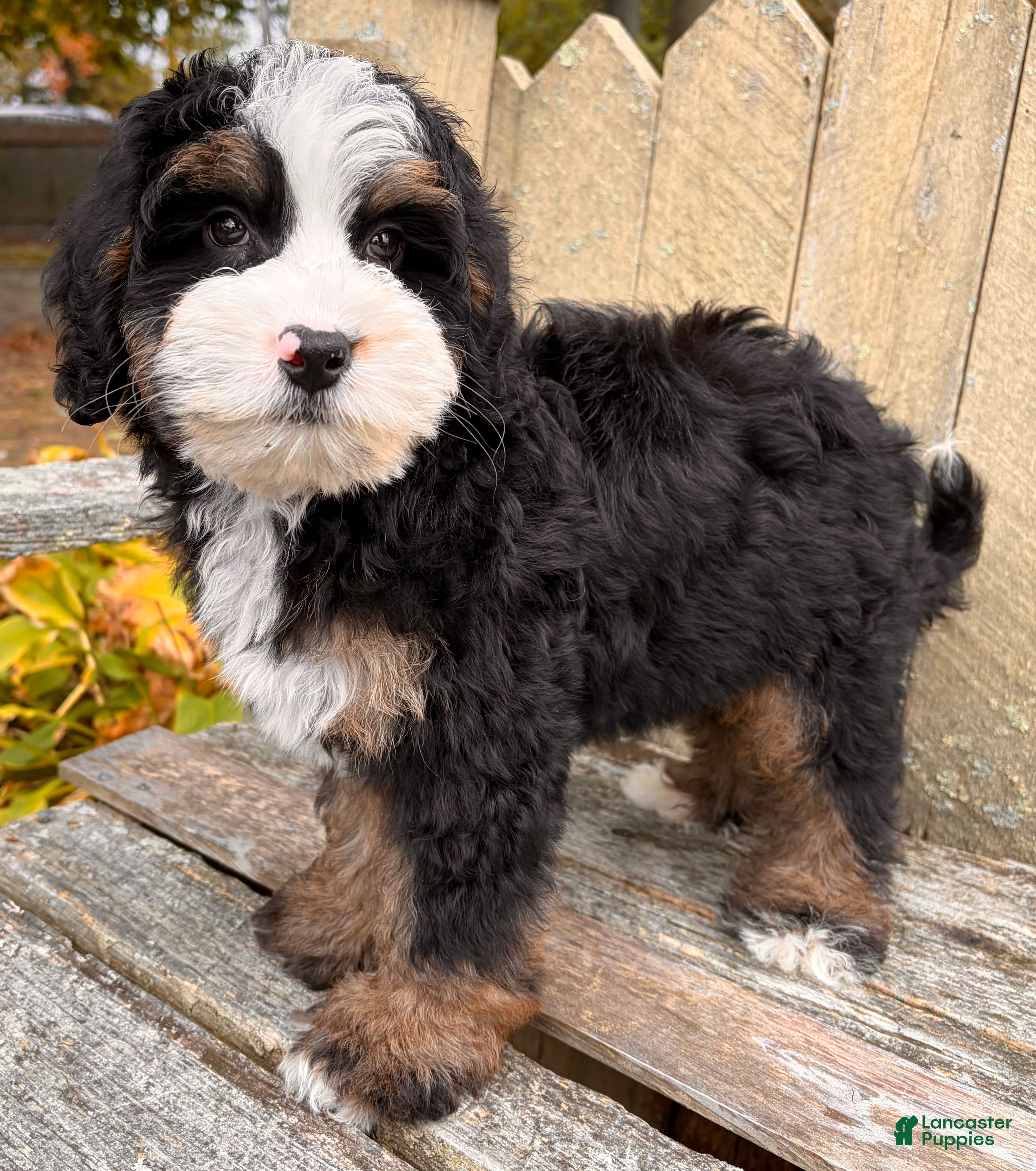 Mini Bernedoodle dogs for sale: 👻IN BOSTON MASSACHUSETTS AREA👻TRADITIONAL TRI COLOR👻MINI BERNEDOODLE BOY👻 - Ad 1