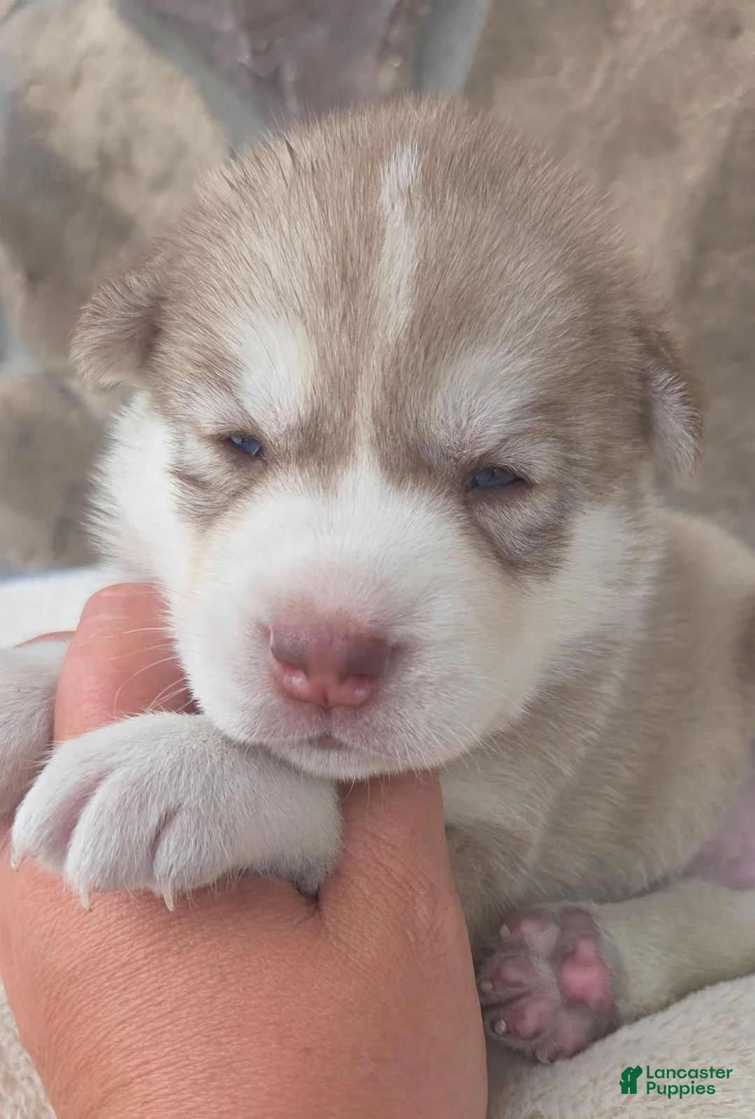 Siberian Husky dogs for sale: Georgia  - Ad 2