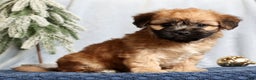Mixed Breed dogs for sale: Jill - Ad 2