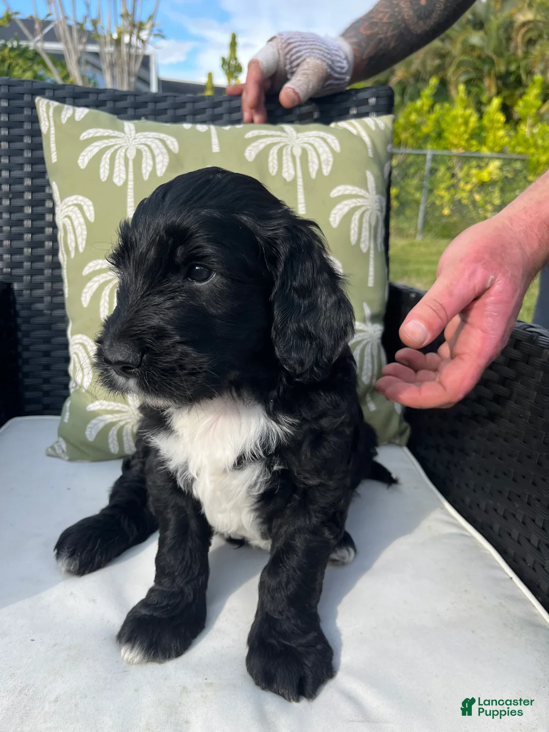 Goldendoodle dogs for sale: Jerry - Ad 5