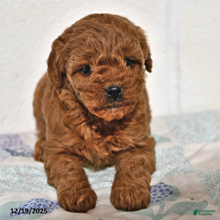 Cavapoo dogs Crystal - Ad 4
