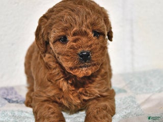 Cavapoo dogs Crystal - Ad 4