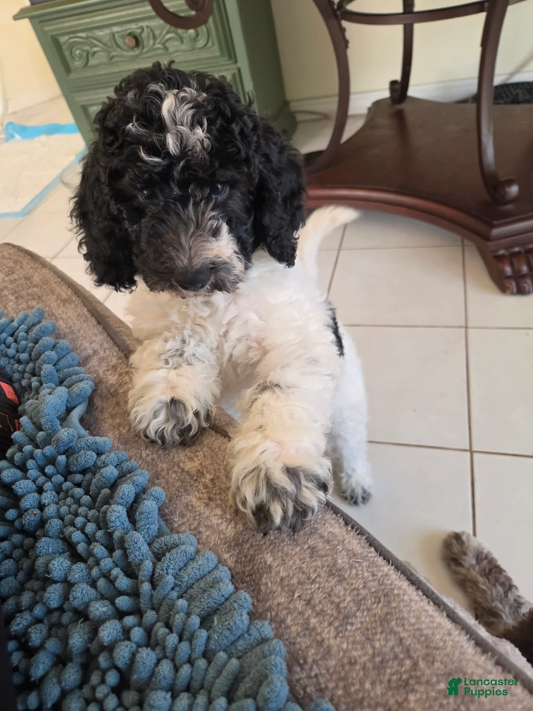 Miniature Poodle dogs for sale: Little Debbie - Ad 2