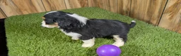 Mini Aussiedoodle dogs for sale: Sunset Girl 4 - Ad 3
