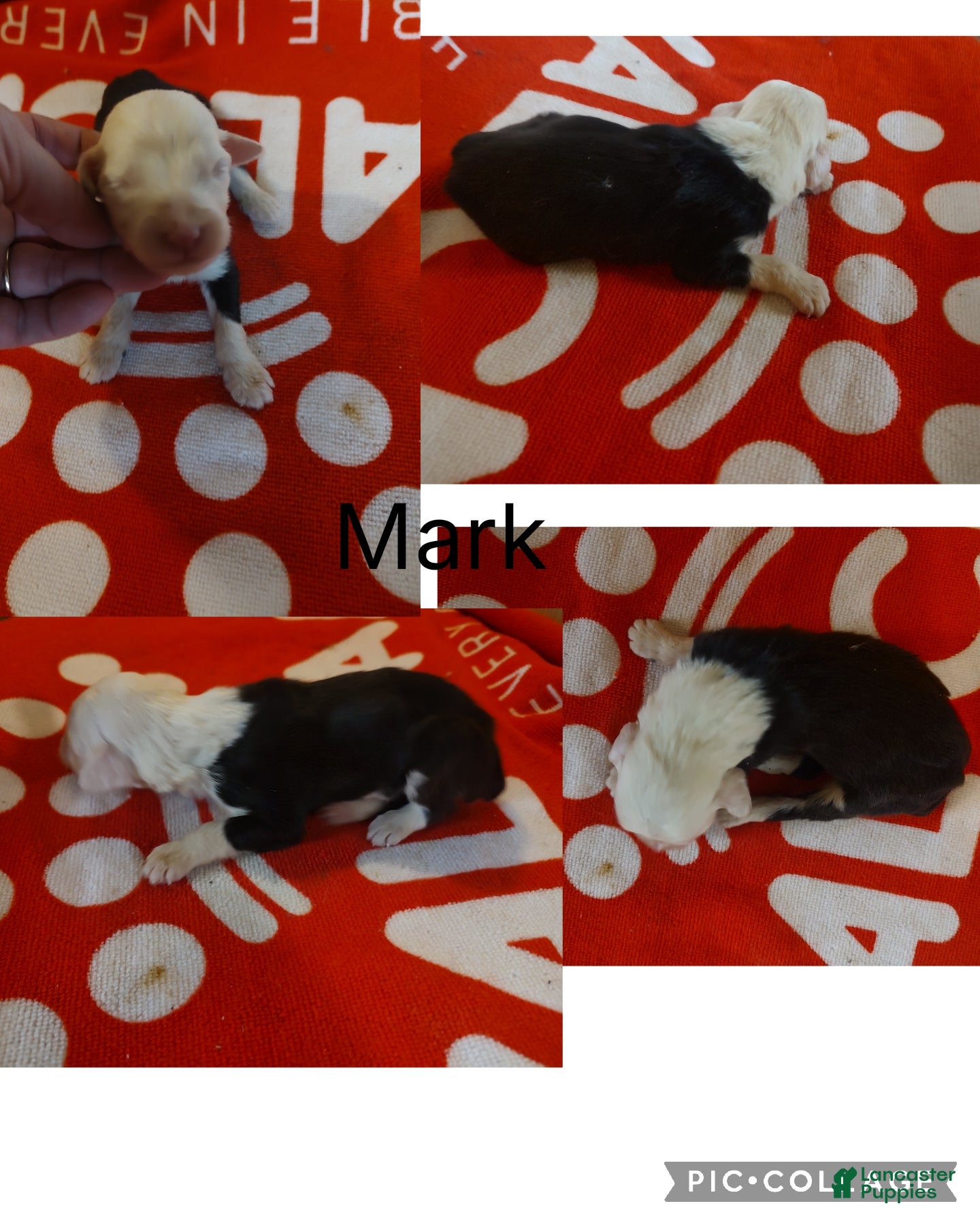 Old English Sheepdog dogs Old English Sheepdog Puppy 4 - Ad 18