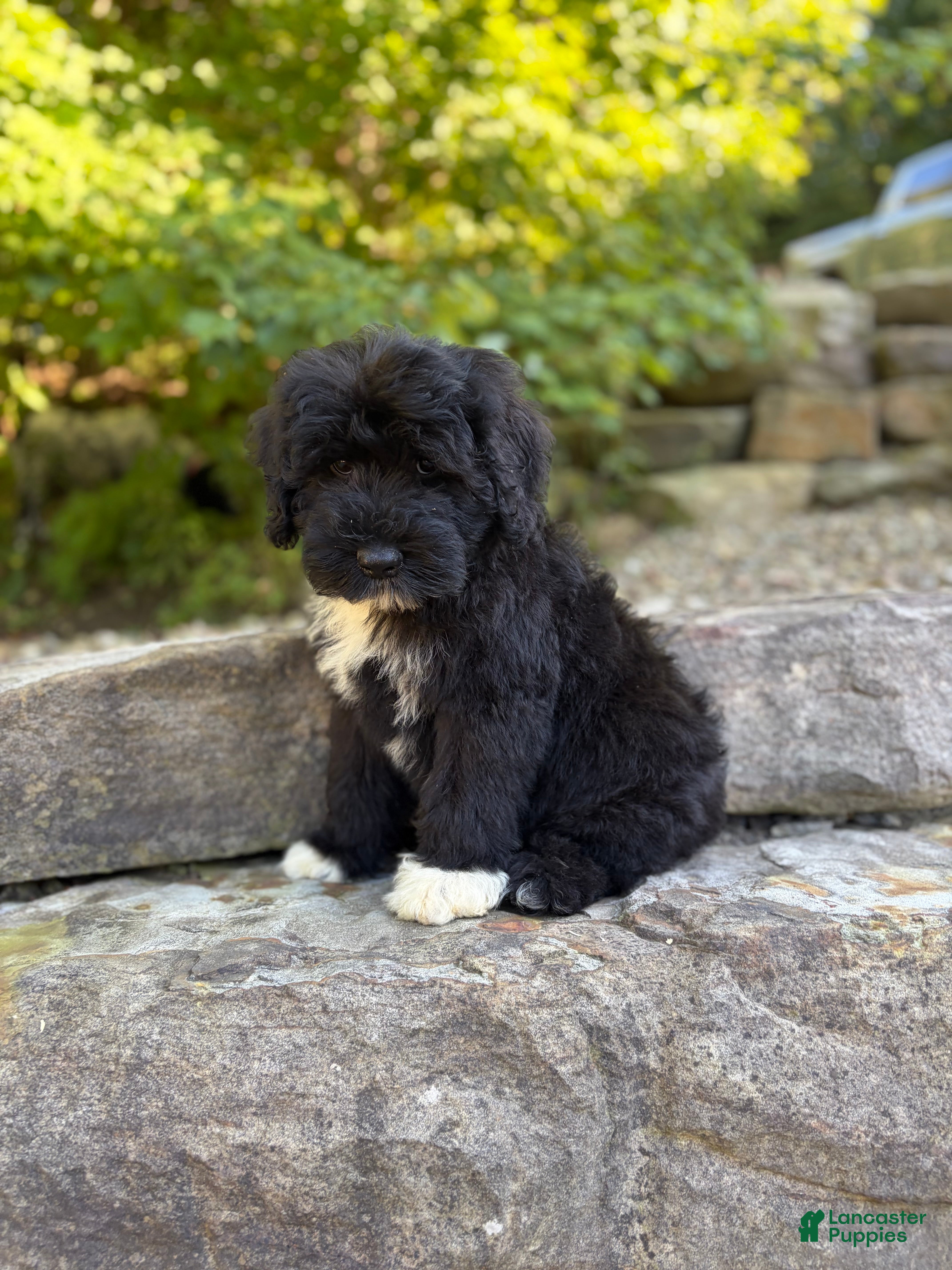 Portuguese Water Dog dogs Findlay - Ad 2