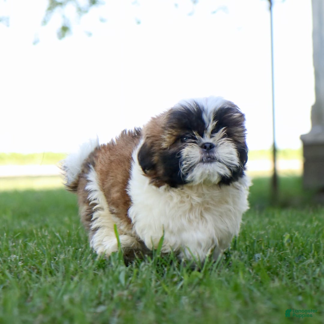Shih Tzu dogs for sale: Charlie - Ad 9