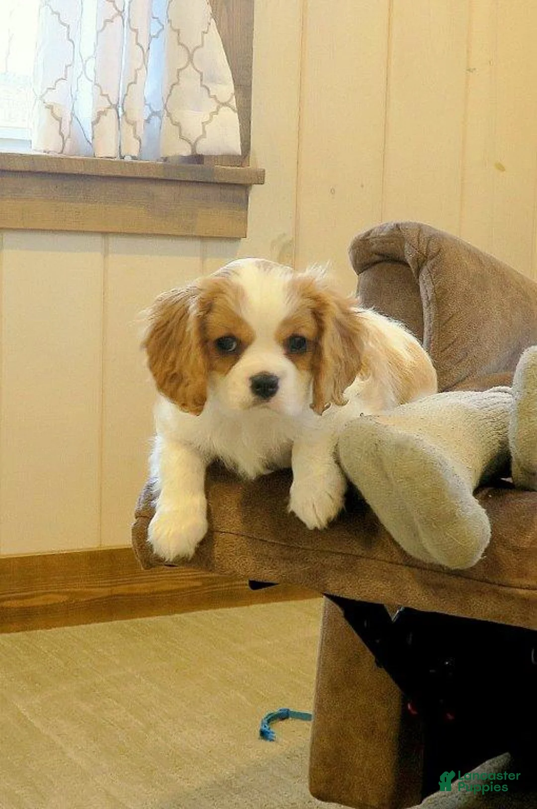 Cavalier King Charles Spaniel dogs for sale: Cavalier King Charles Spaniel Puppy 1 - Ad 4