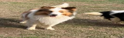 Shetland Sheepdog dogs for sale: NEMO-ADULT MALE - Ad 2
