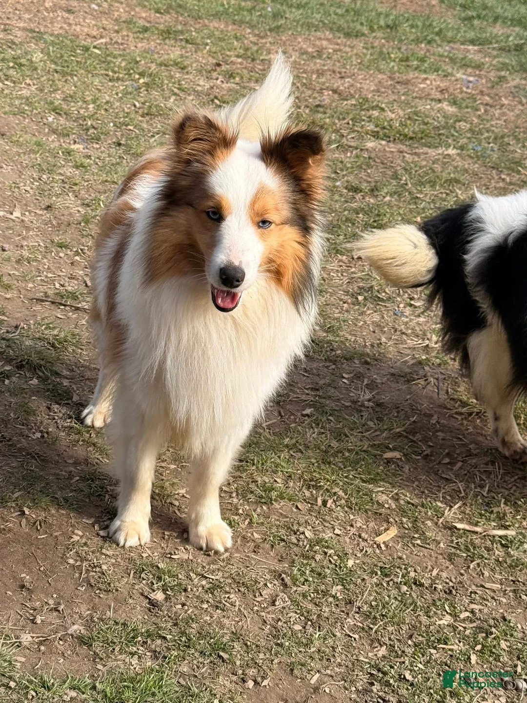 Shetland Sheepdog dogs for sale: NEMO-ADULT MALE - Ad 2