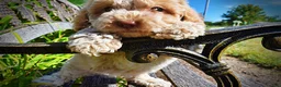 Havapoo dogs for sale: Juliet-LABOR DAY SALE-TAKE $100 OFF!!! - Ad 3
