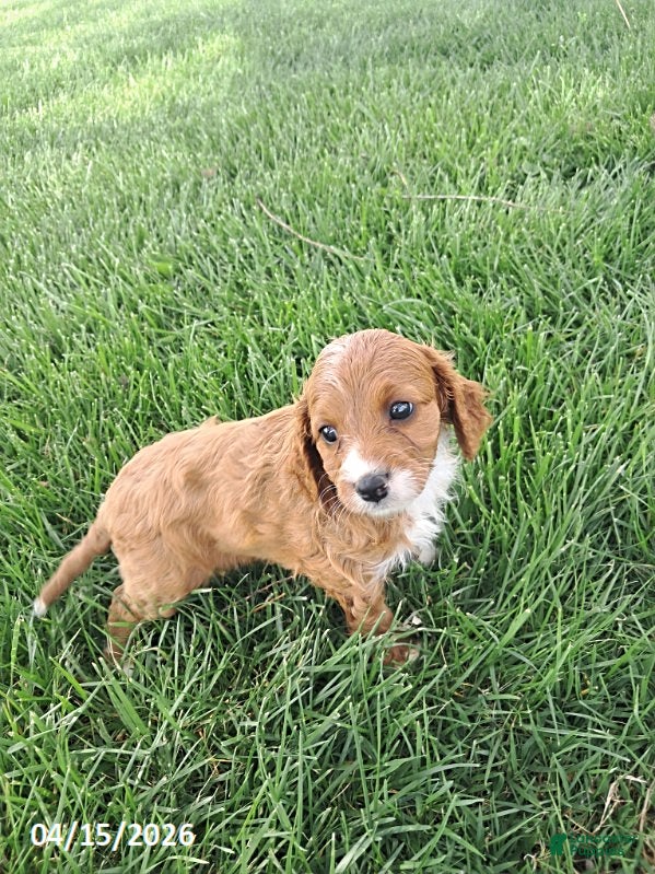 Cavapoo dogs Kim  - Ad 2