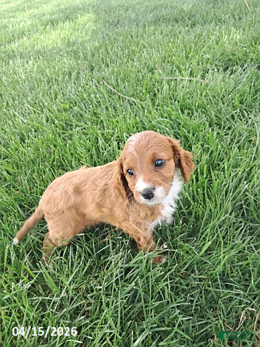 Cavapoo dogs for sale: Kim  - Ad 2