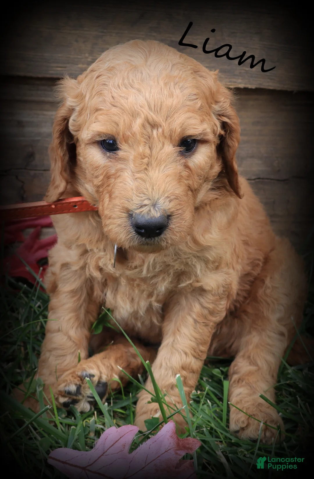Goldendoodle dogs for sale: Liam - Ad 1