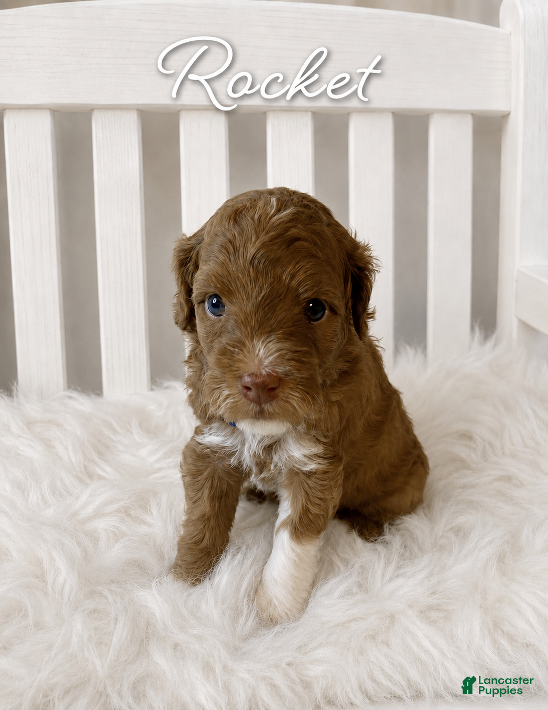 Mini Goldendoodle dogs Rocket - Ad 2