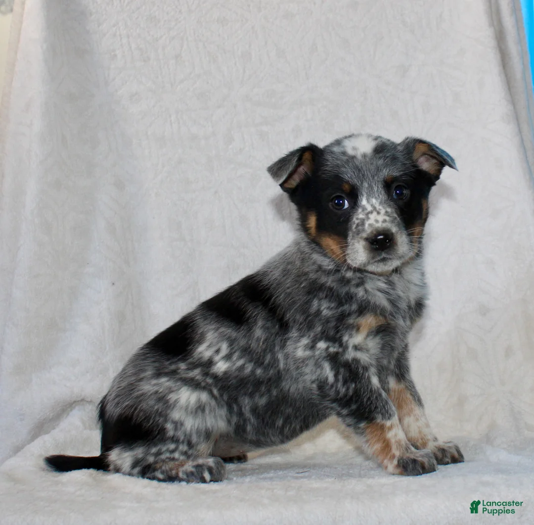 Australian Cattle Dog dogs for sale: Lily - Ad 5