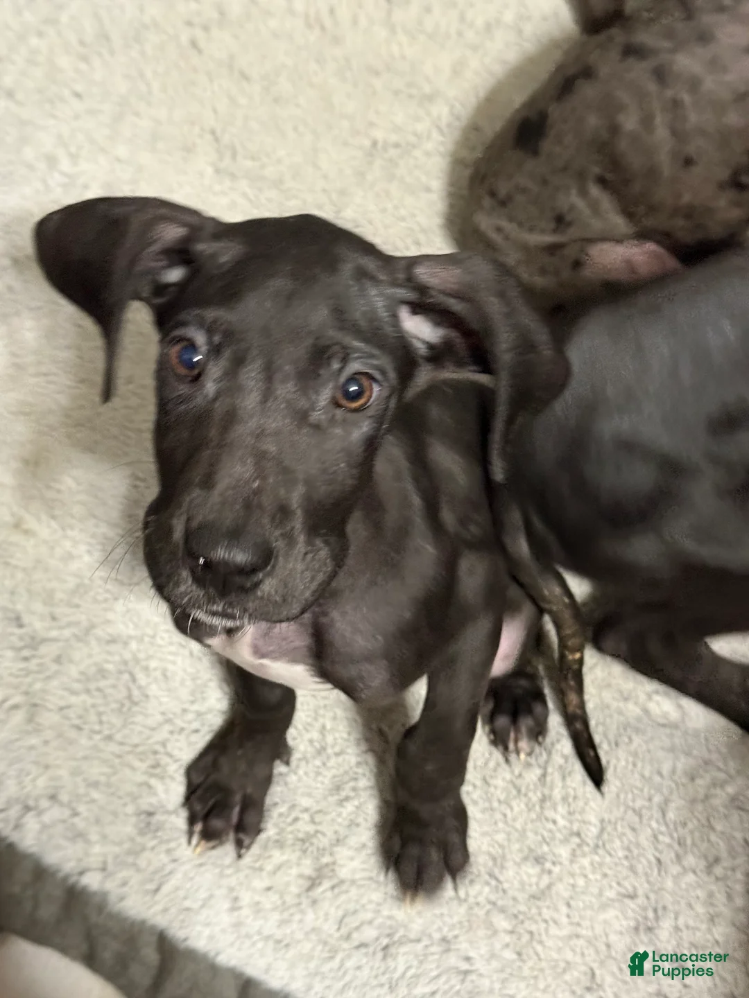 Great Dane dogs for sale: Ruby  - Ad 2