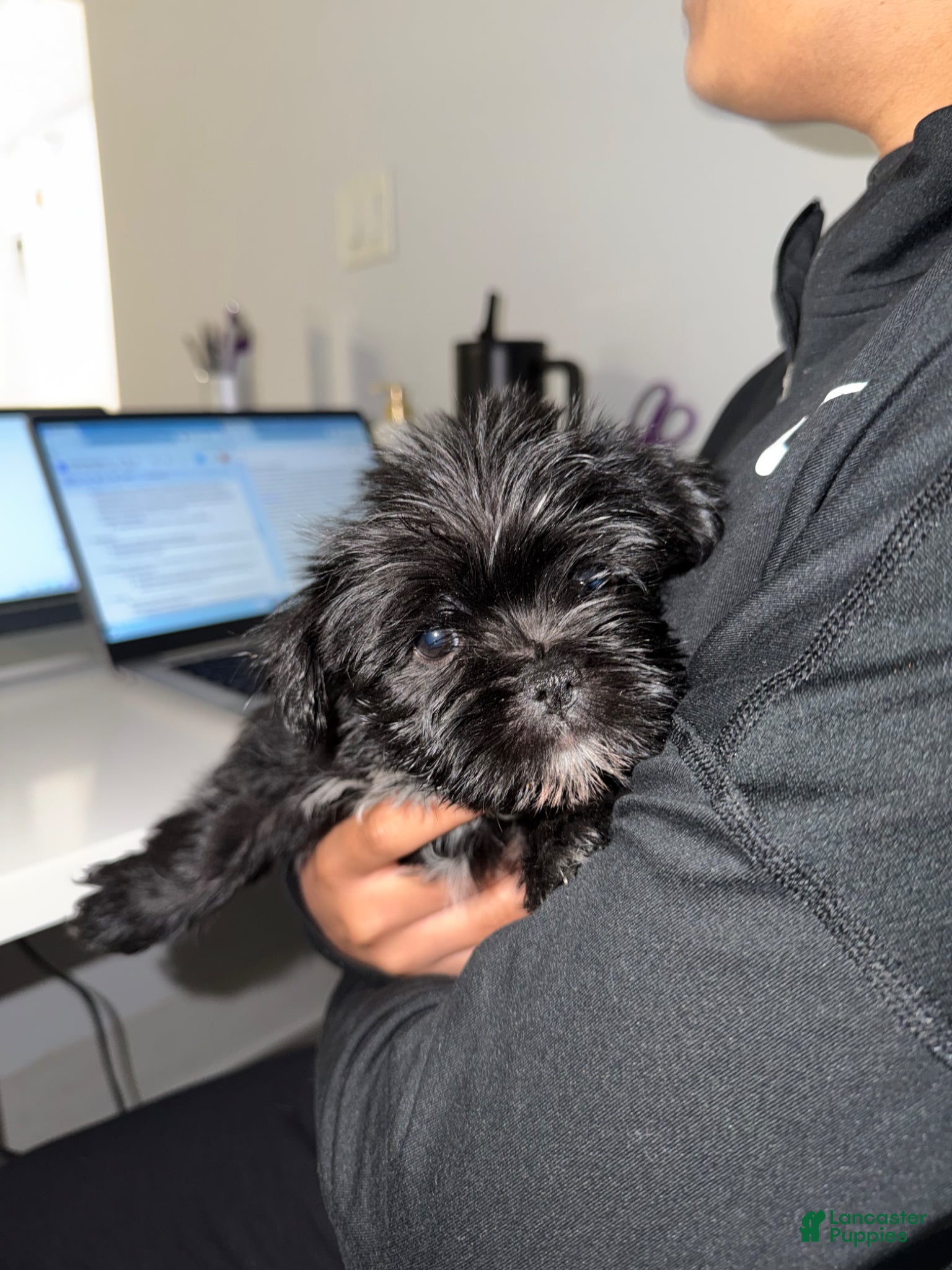 Mixed Breed dogs Mixed Breed Puppy 2 - Ad 1