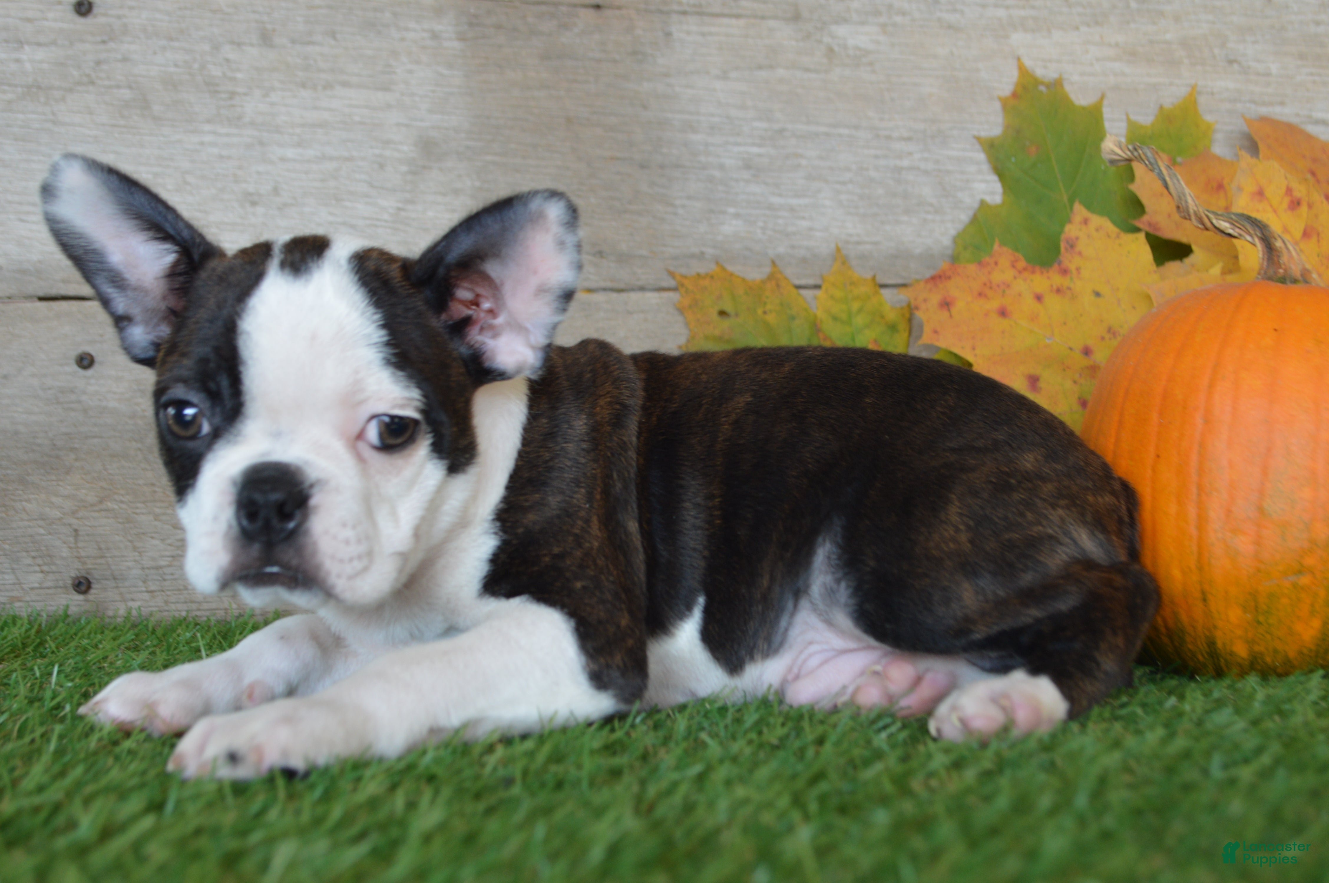 Boston Terrier dogs for sale: Joseph - Ad 2
