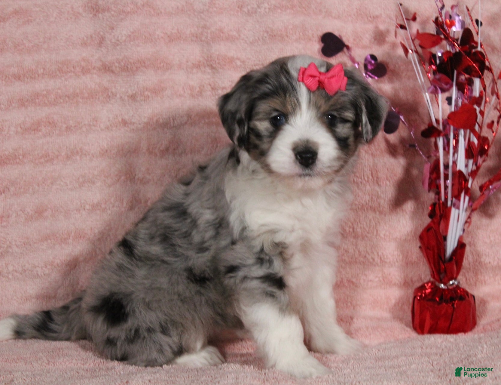 Mini Aussiedoodle dogs Darla - Ad 16