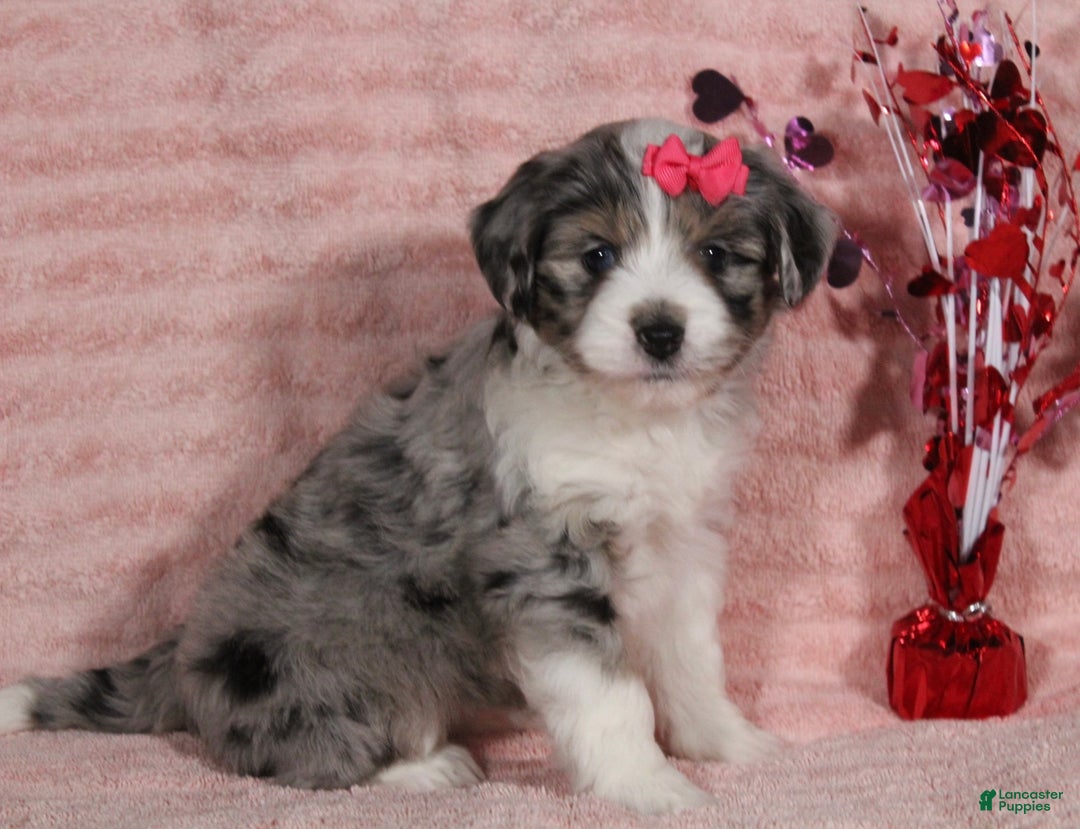 Mini Aussiedoodle dogs for sale: Darla - Ad 2