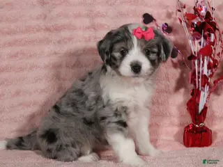 Mini Aussiedoodle dogs Darla - Ad 16