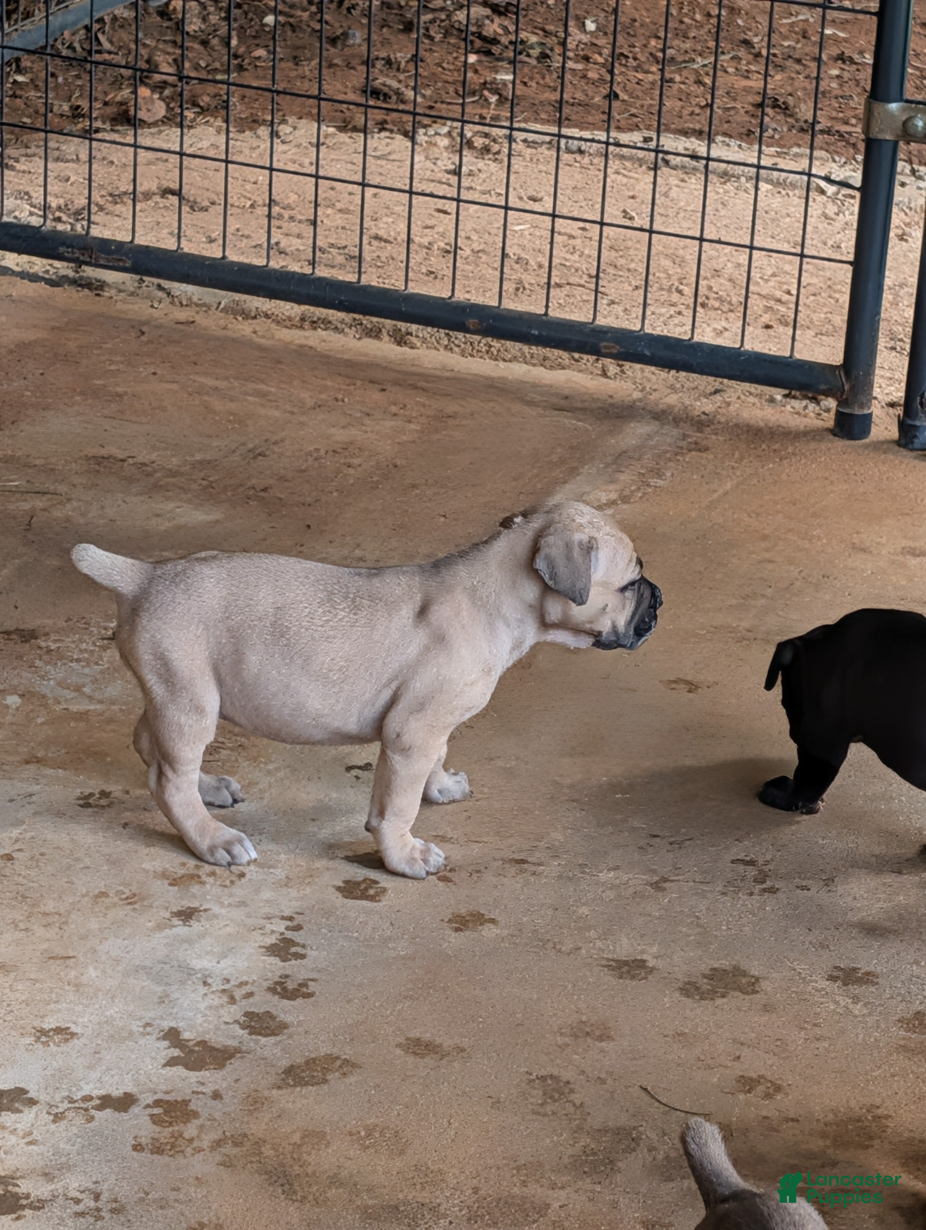 Cane Corso dogs for sale: Cane Corso 8 - Ad 3