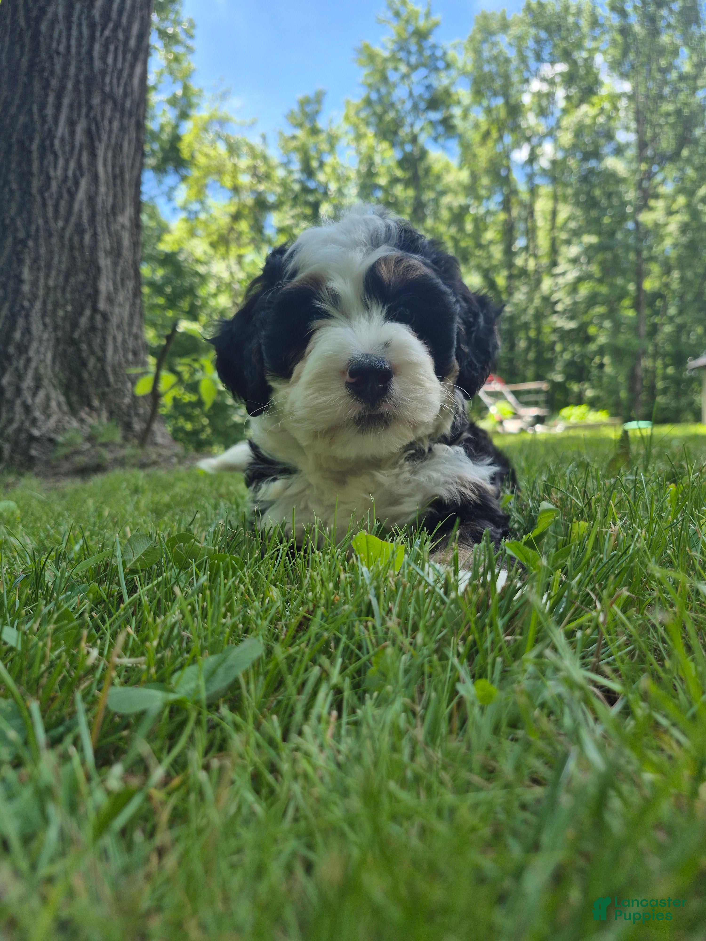 Bernedoodle dogs Dom  - Ad 1