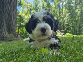 Bernedoodle dogs for sale: Dom - Ad 3