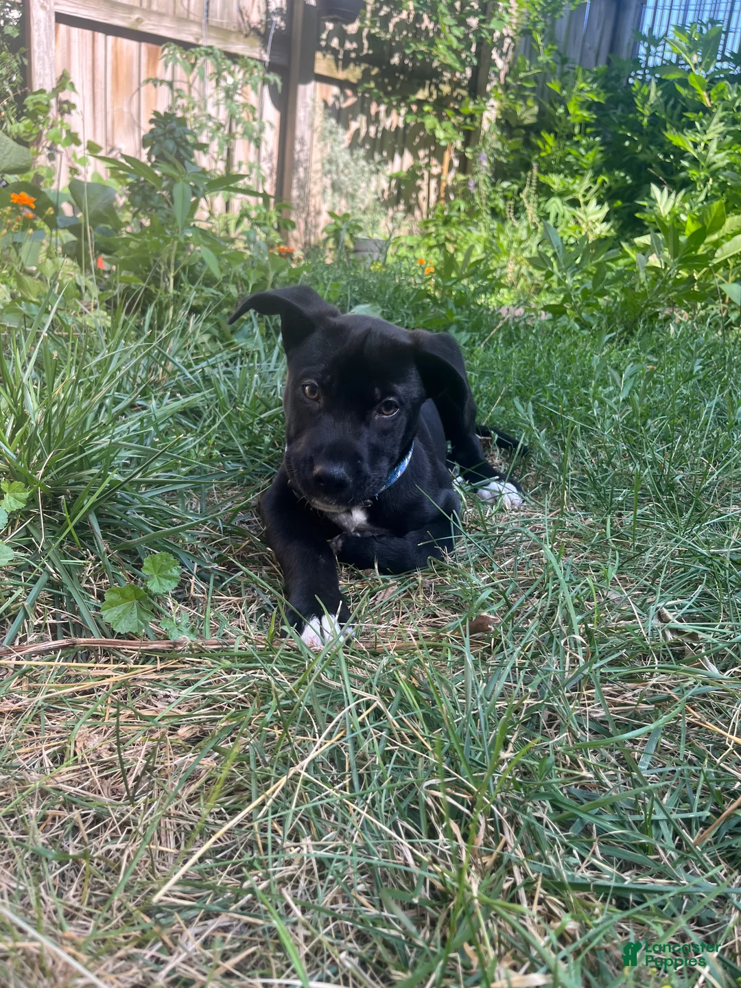 Mixed Breed dogs for sale: Mixed Breed 1 - Ad 1