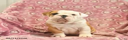 English Bulldog dogs for sale: Zilpha  - Ad 3