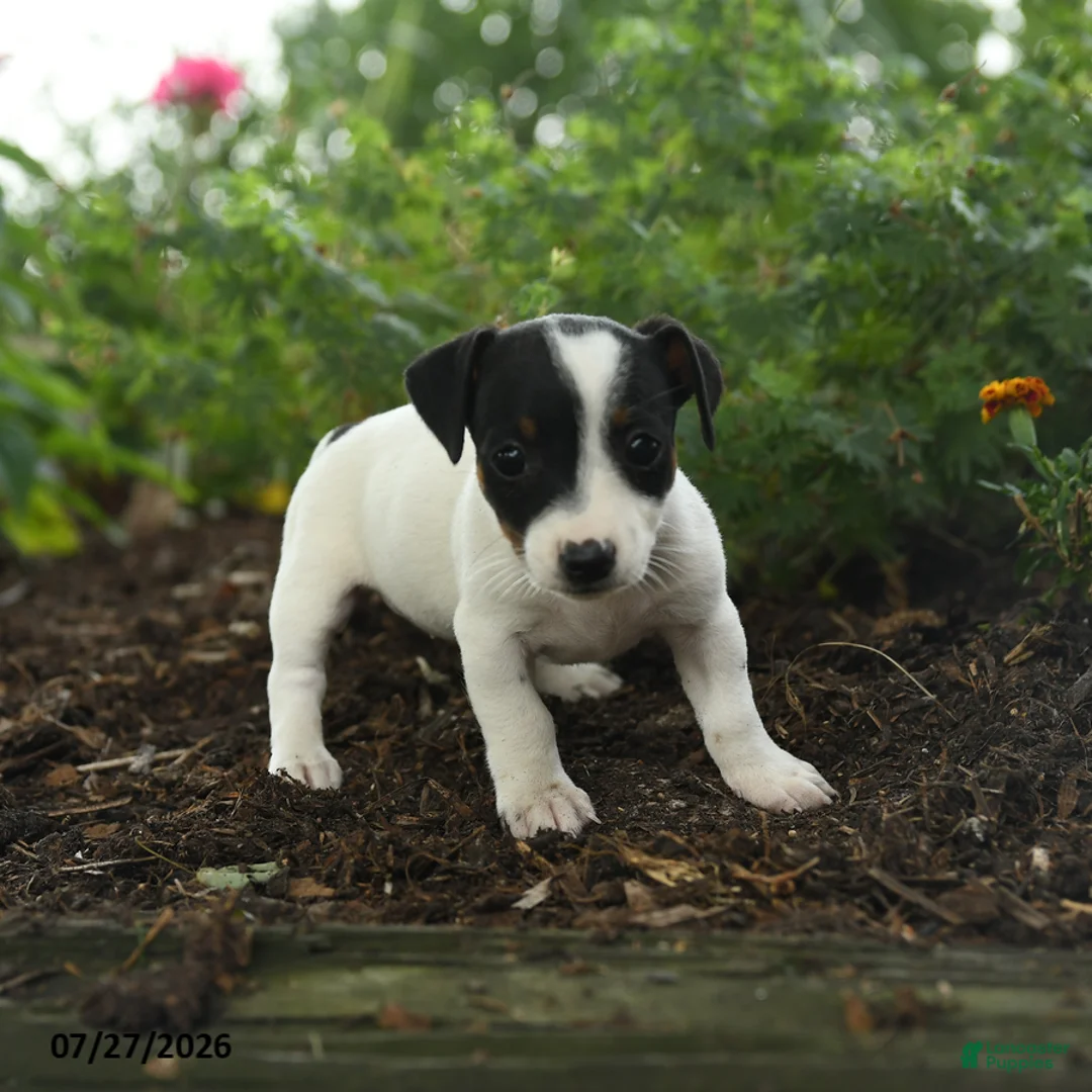 Jack Russell Terrier dogs for sale: Trixie - Ad 3