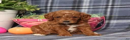 Miniature Poodle dogs for sale: Lincoln - Ad 1