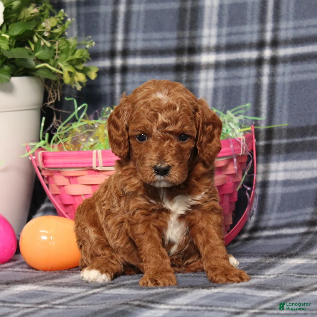 Miniature Poodle dogs for sale: Lincoln - Ad 1