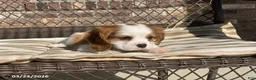 Cavalier King Charles Spaniel dogs for sale: Teddy - Ad 10