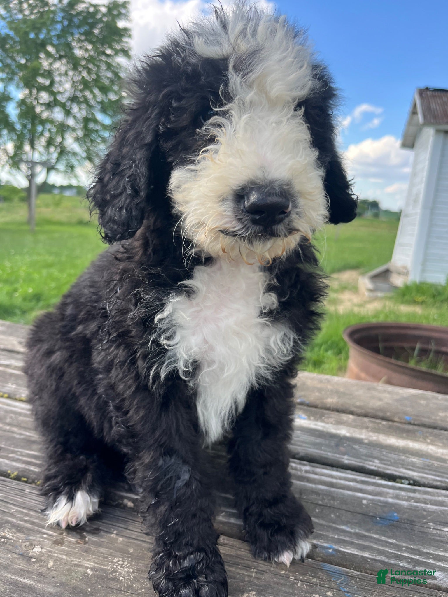 Sheepadoodle dogs Sheepadoodle Puppy 12 - Ad 25