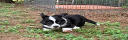Welsh Corgi Cardigan dogs for sale: Ace FLUFFY - Ad 21