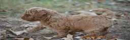 Miniature Poodle dogs for sale: Ginger - Ad 4