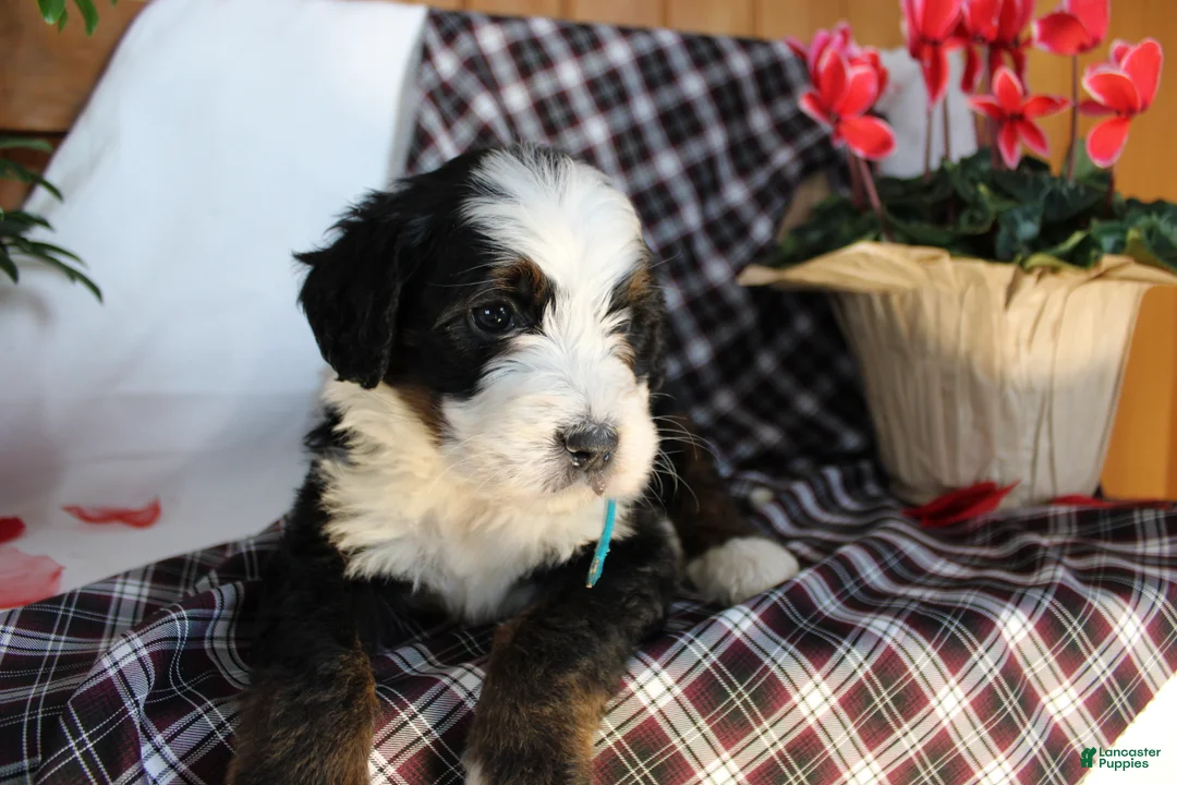 Bernedoodle dogs for sale: Shotgun - Ad 5