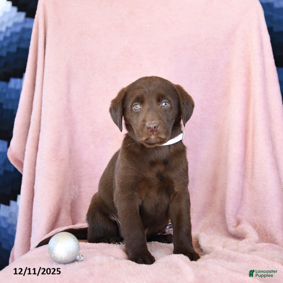 Labrador Retriever dogs Avalon - Ad 16