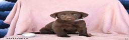 Labrador Retriever dogs for sale: Avalon - Ad 1