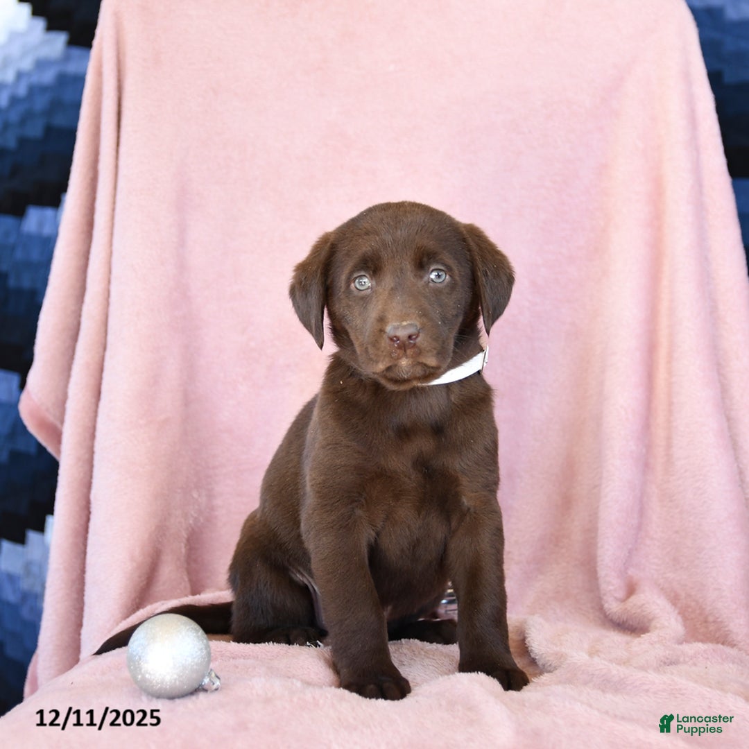 Labrador Retriever dogs for sale: Avalon - Ad 1
