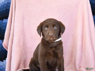 Labrador Retriever dogs Avalon - Ad 6