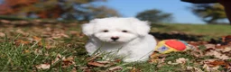 Maltese dogs for sale: Colby - Ad 13