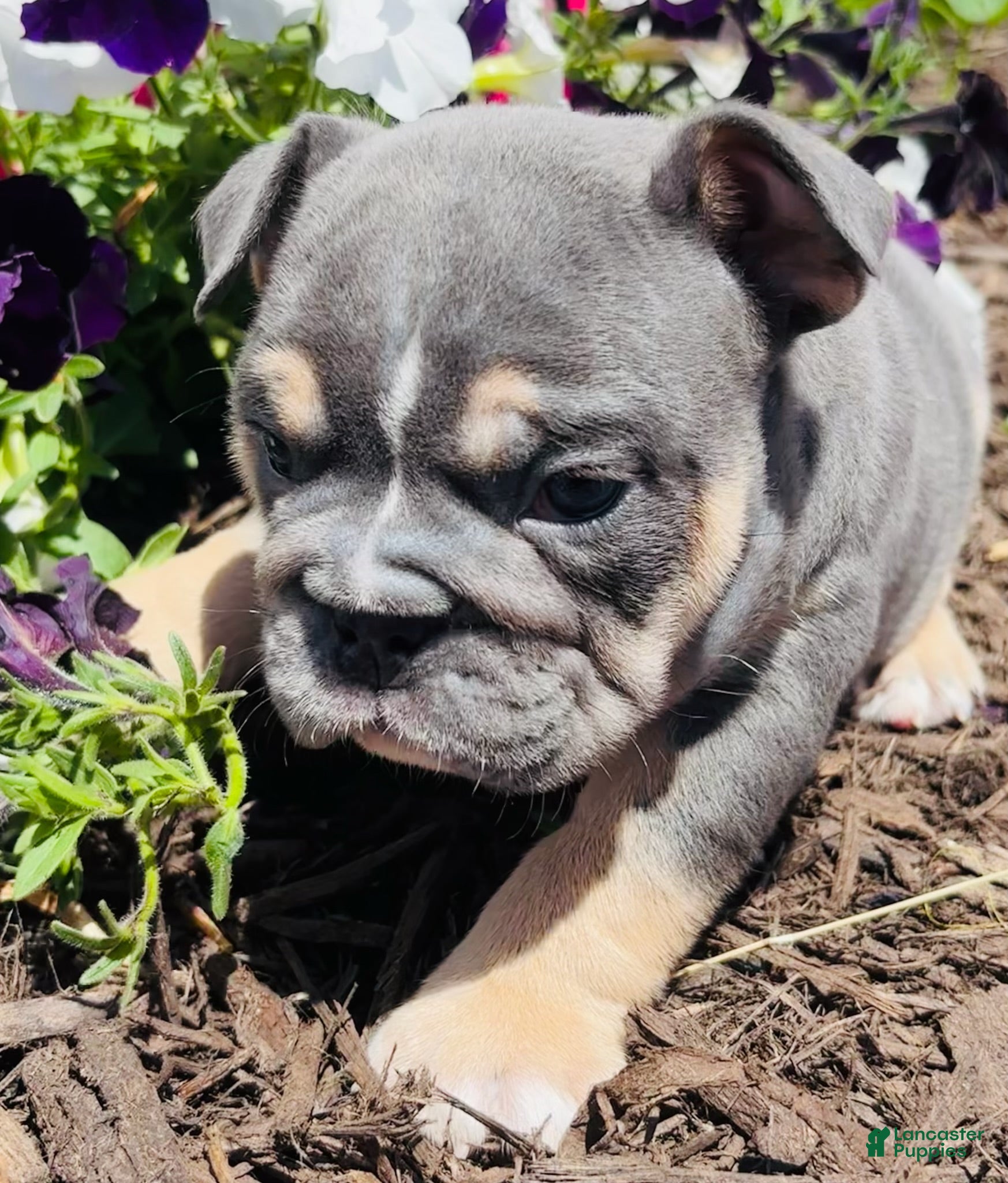 English Bulldog dogs Leah - Ad 2