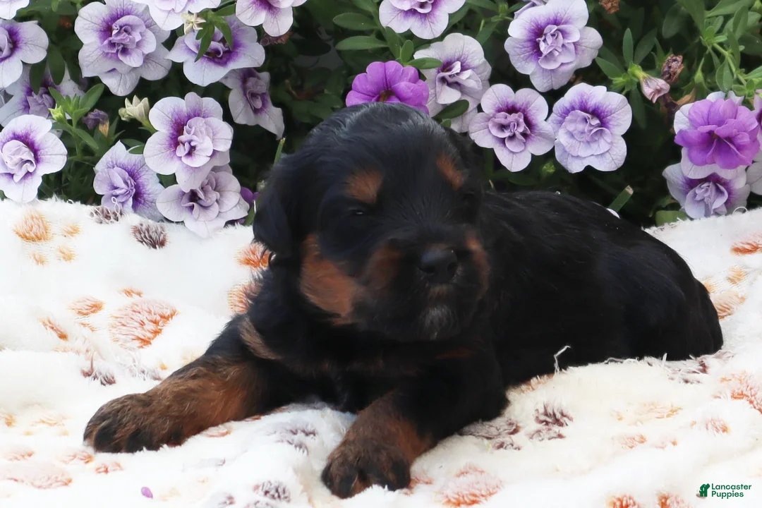 Mini Goldendoodle dogs for sale: Chester - Ad 11