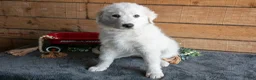 Maremma Sheepdog dogs for sale: Birdie - Ad 1